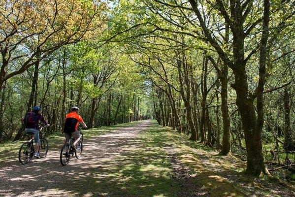 Experience autumn’s seasonal splendour from the saddle of a bike by cycling for Gold in the New Forest, one of England’s leafiest national parks!